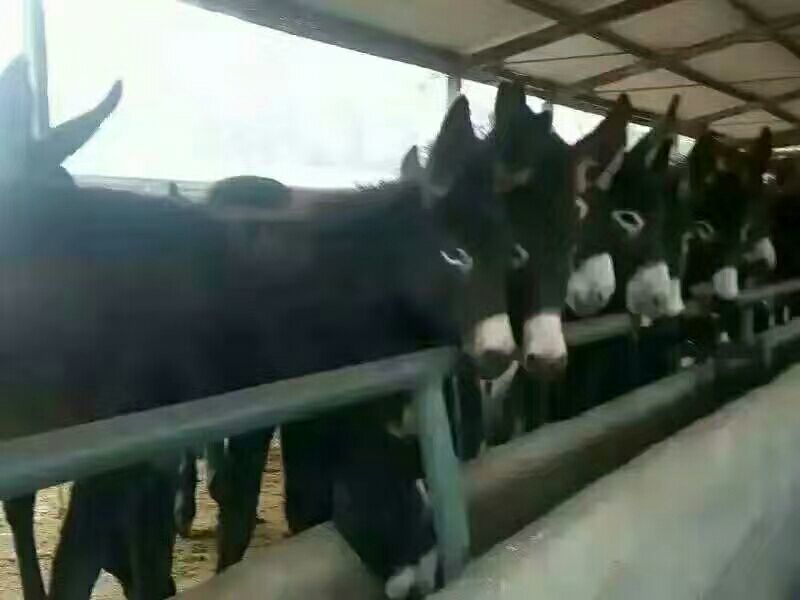 肉驴苗200斤