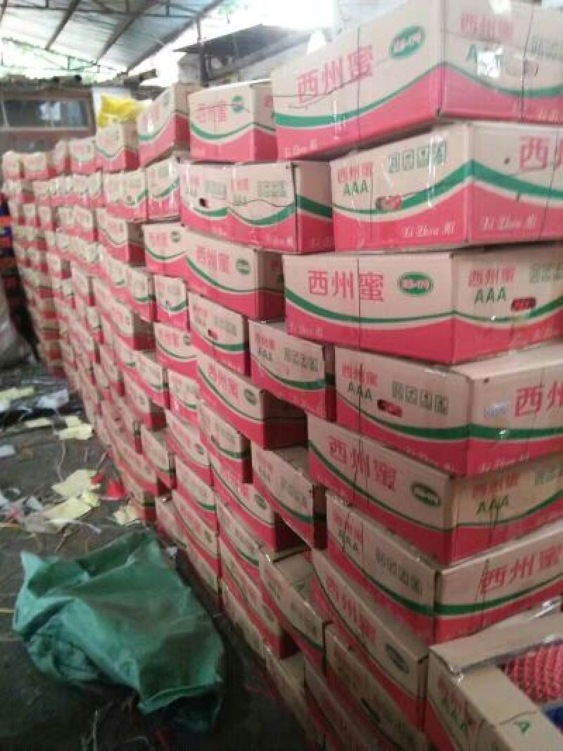 西州蜜瓜3斤以上椭圆形