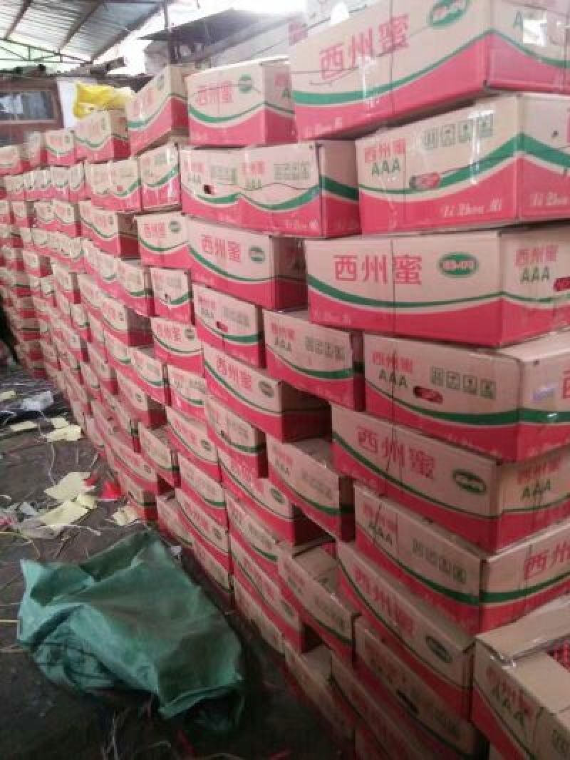 西州蜜瓜3斤以上椭圆形