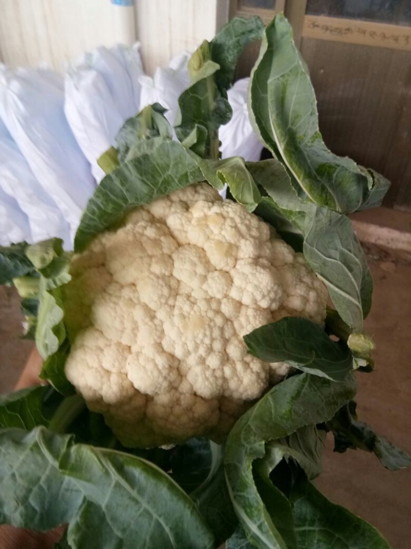 白花菜包装精品蔬菜