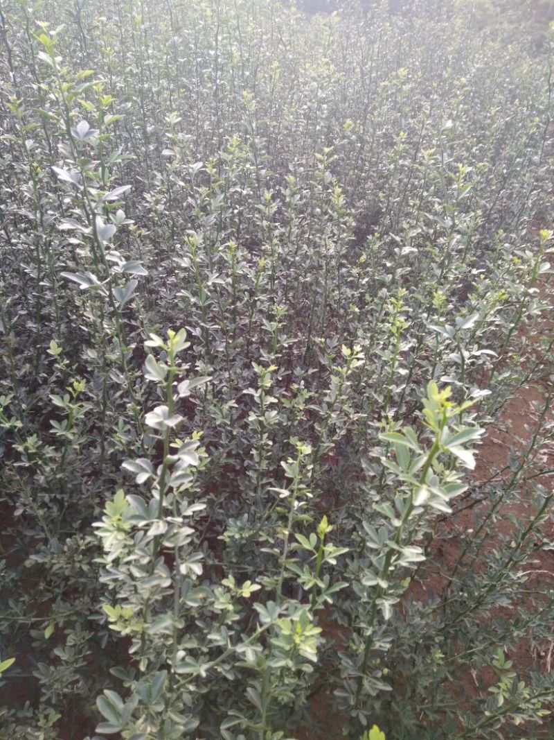 枳壳苗品种齐全保湿发货基地批发价格优惠