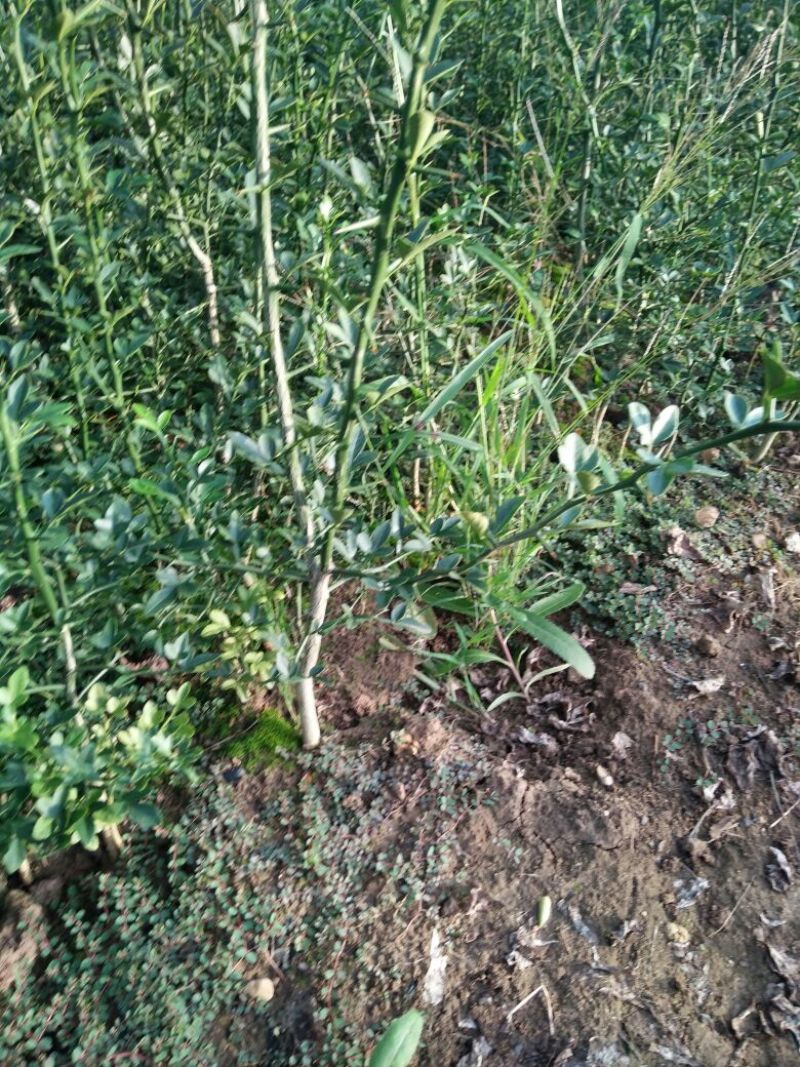 枳壳苗品种齐全保湿发货基地批发价格优惠