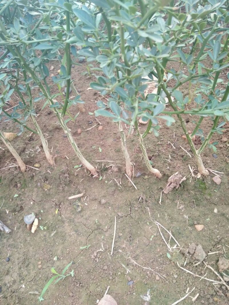 枳壳苗品种齐全保湿发货基地批发价格优惠