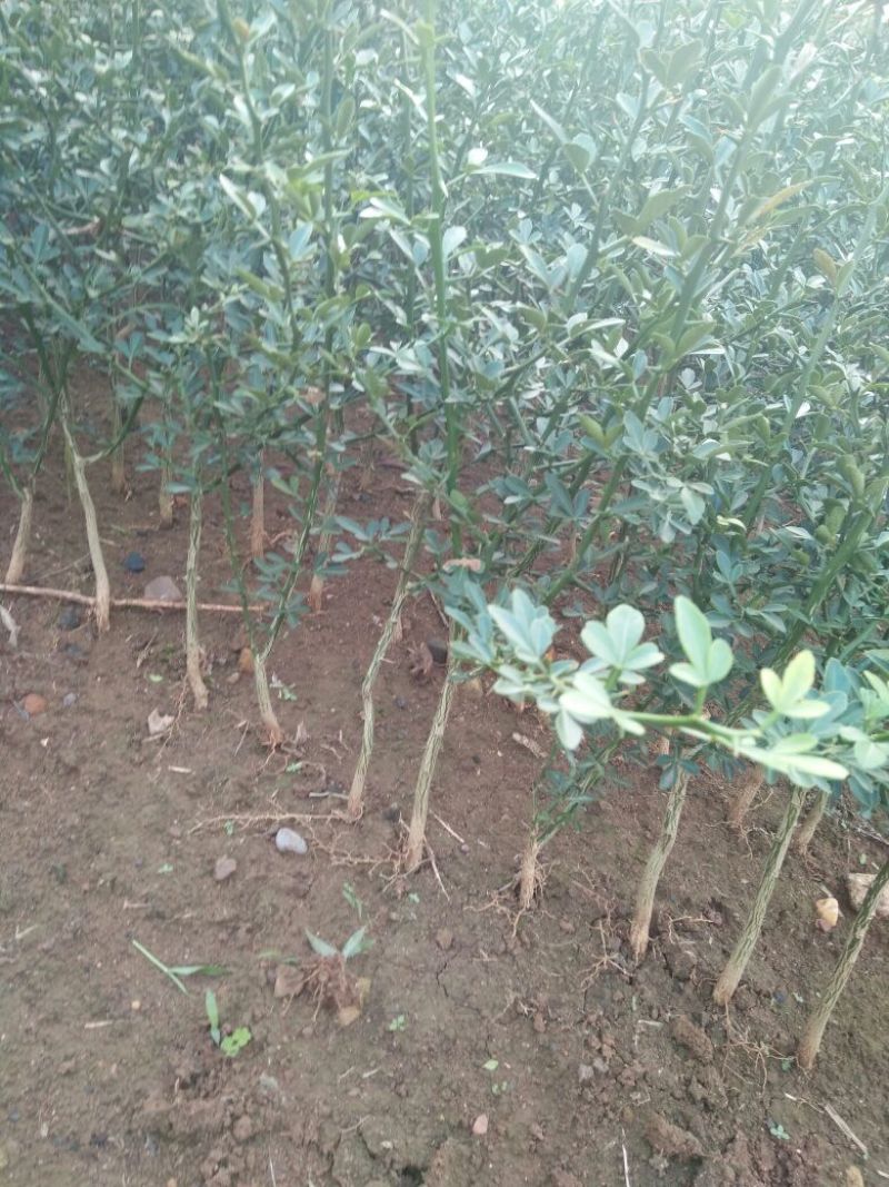 枳壳苗品种齐全保湿发货基地批发价格优惠