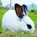 八点黑种兔养殖场优良品种