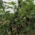 基地直销台湾长果桑苗，无籽大十果桑苗，提供种植技术