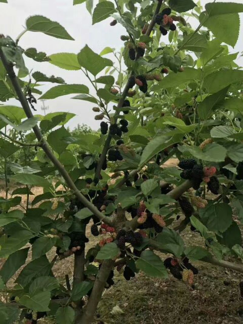 基地直销台湾长果桑苗，无籽大十果桑苗，提供种植技术