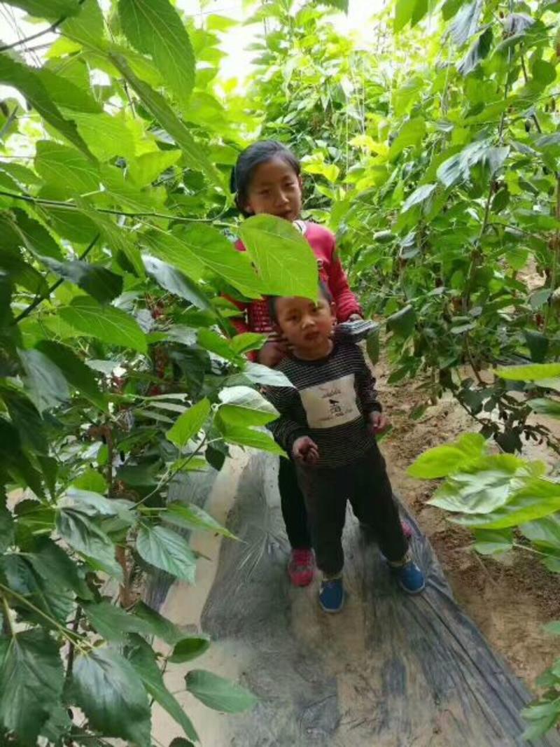 基地直销台湾长果桑苗，无籽大十果桑苗，提供种植技术