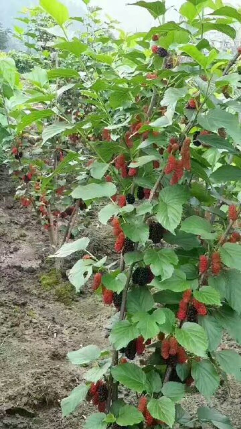 基地直销台湾长果桑苗，无籽大十果桑苗，提供种植技术