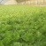 意大利生菜