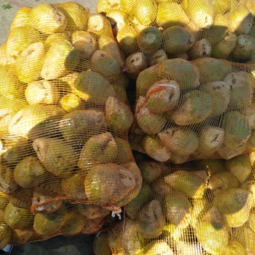 芥菜头2两以上量大质优