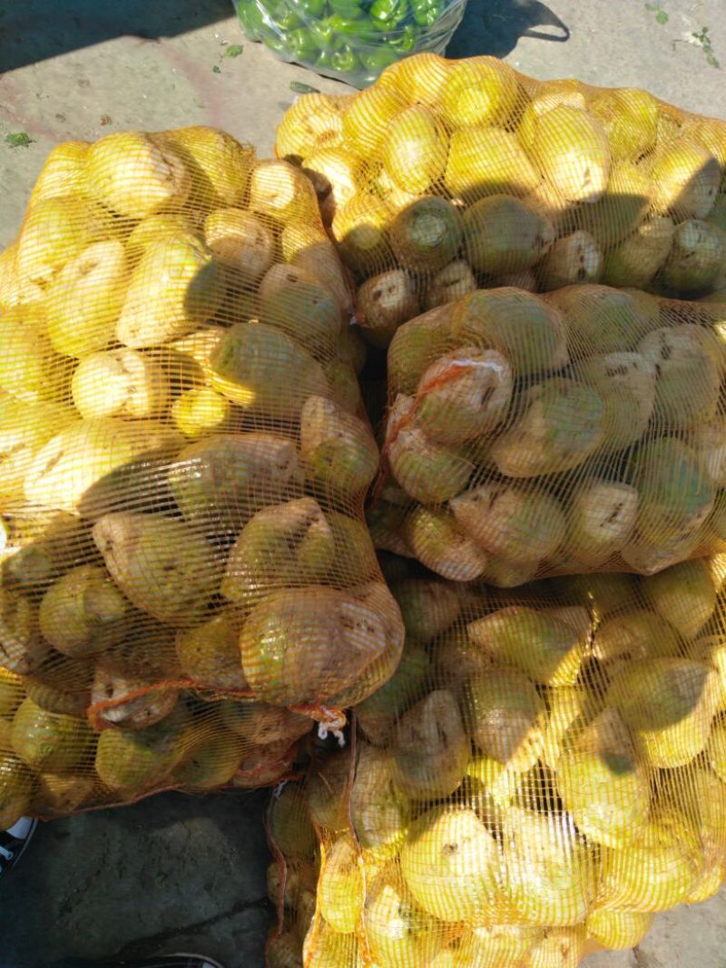 芥菜头2两以上量大质优