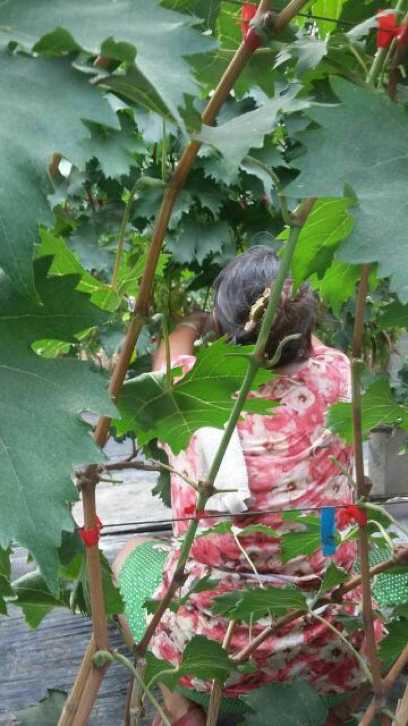 嫁接金手指葡萄苗，品种纯正，提供种植技术