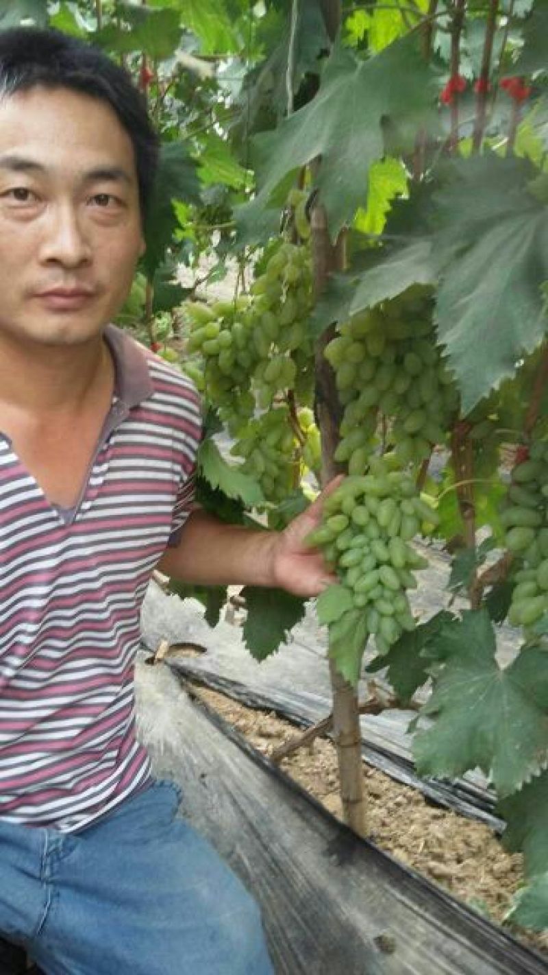 嫁接金手指葡萄苗，品种纯正，提供种植技术