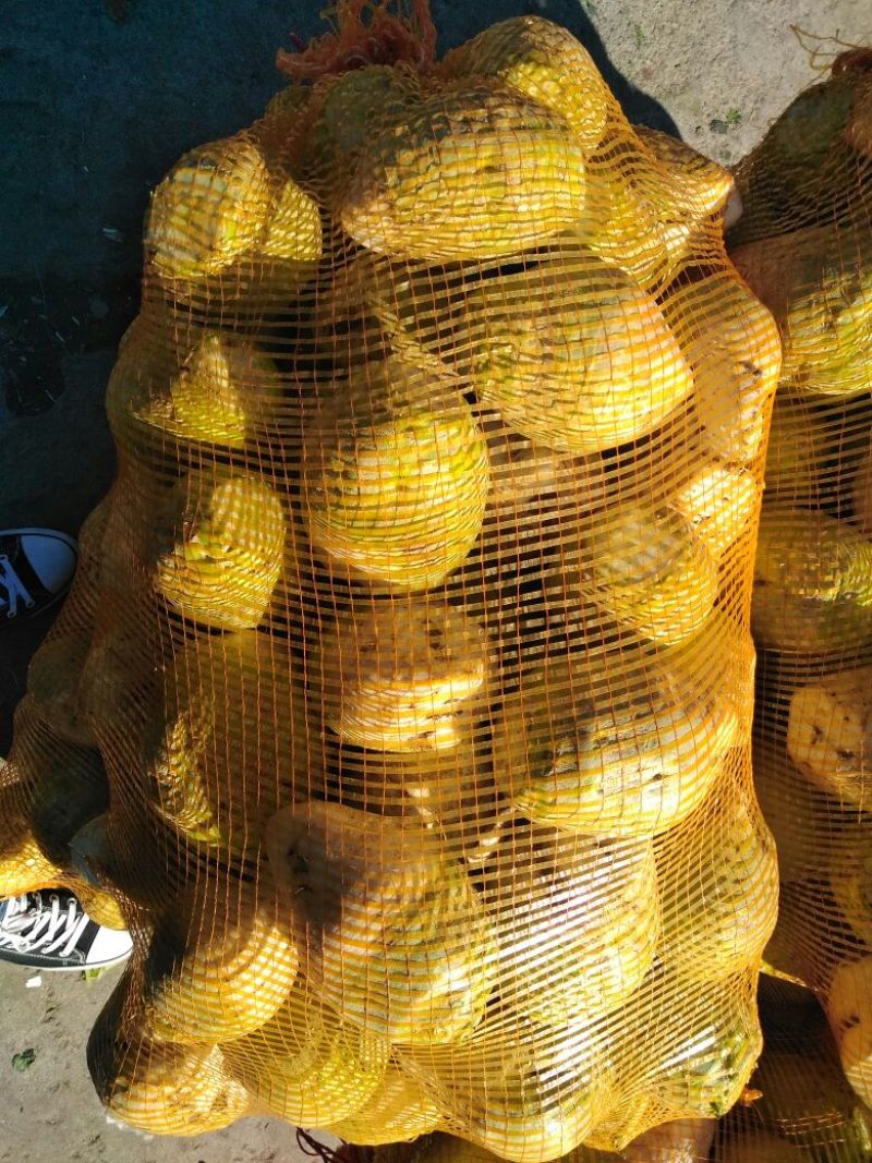 芥菜头2两以上量大质优