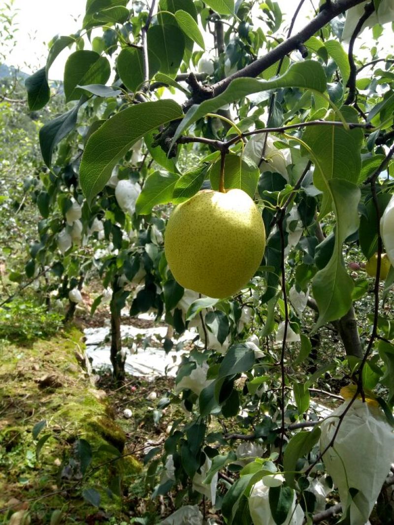 雅安市汉源县雪花梨纸袋400~450g水分充足