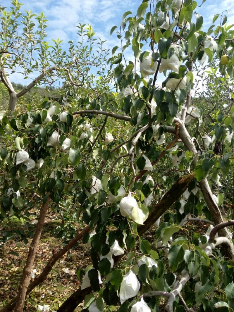 雅安市汉源县雪花梨纸袋400~450g水分充足