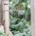 西州蜜瓜5斤以上椭圆形