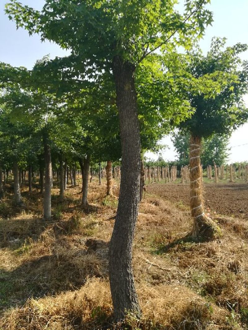 五角枫231~260cm