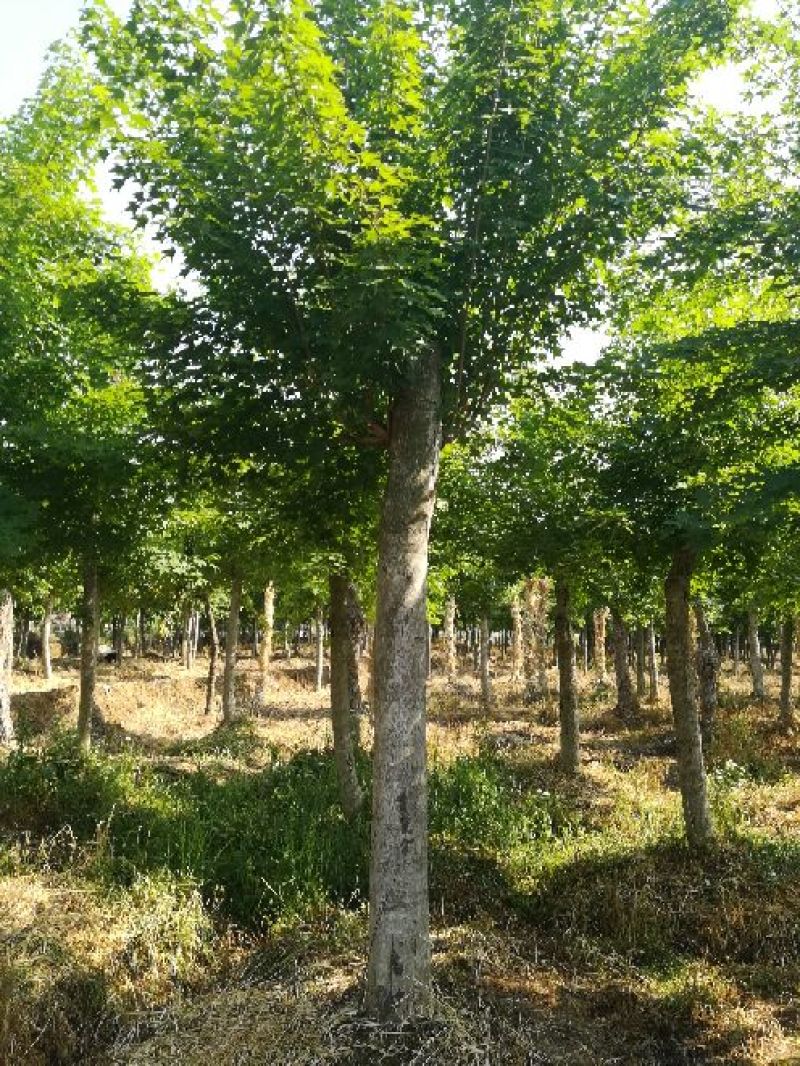 五角枫231~260cm
