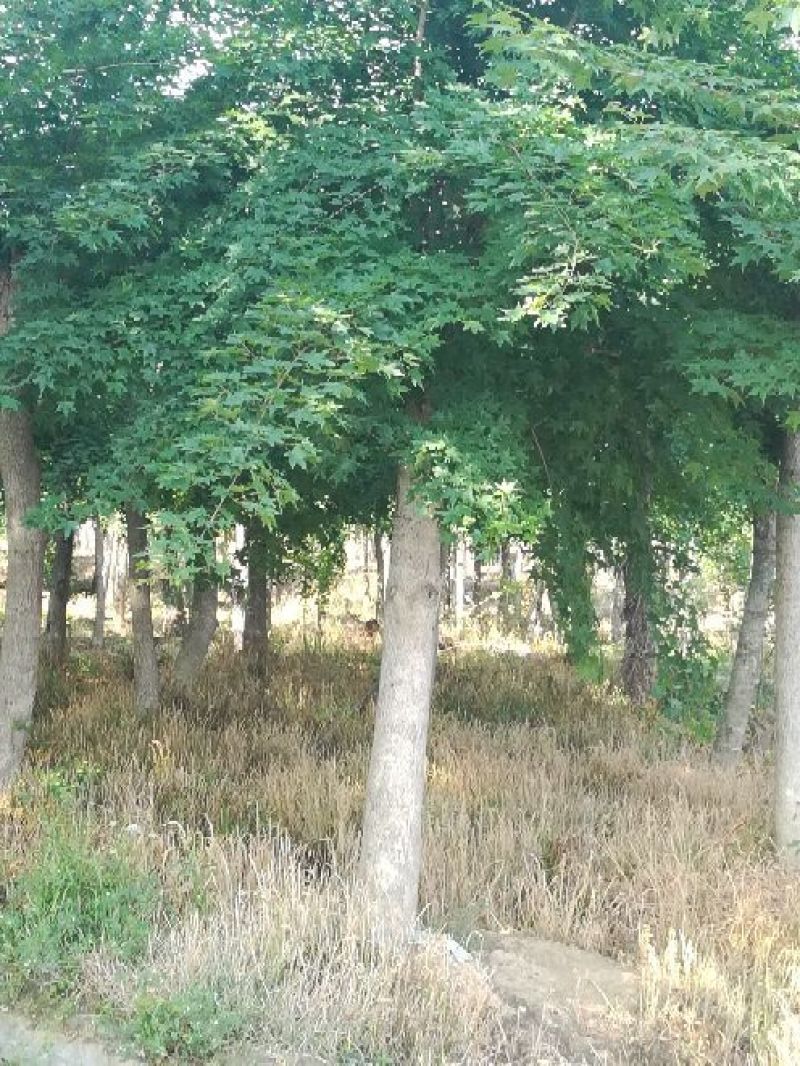 五角枫231~260cm