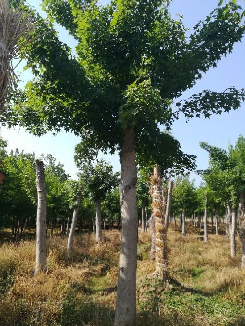 五角枫231~260cm