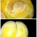 李子树苗蜂糖李苗
