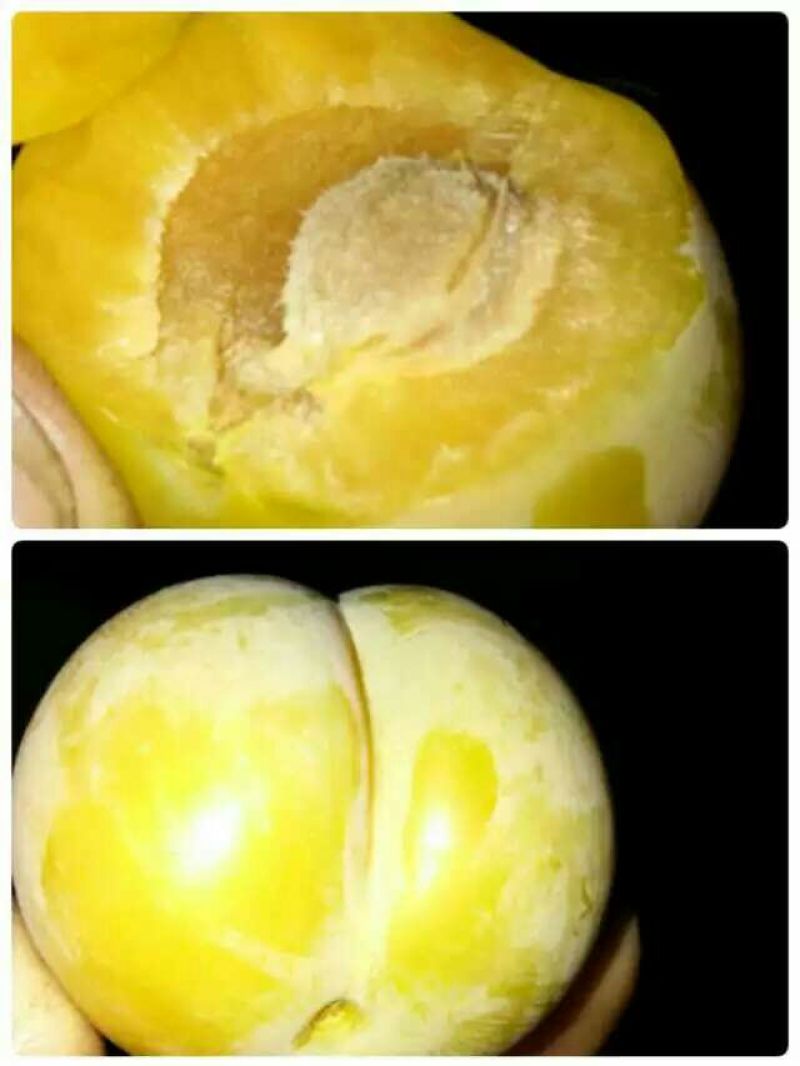 李子树苗蜂糖李苗