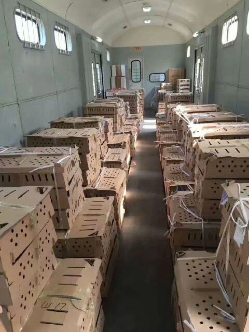 鸡苗绿壳蛋鸡苗，出壳脱温