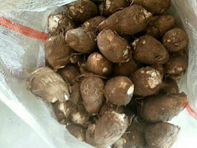 8520毛芋头种，大球，中球，小球货源充足，