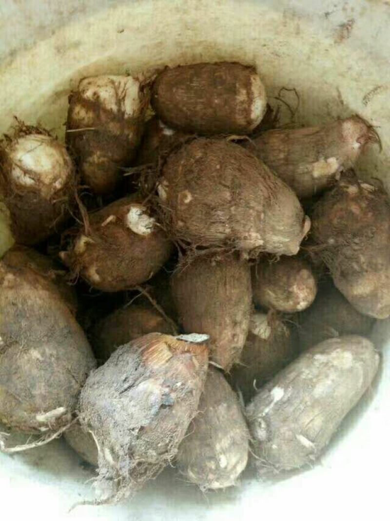 8520毛芋头种，大球，中球，小球货源充足，