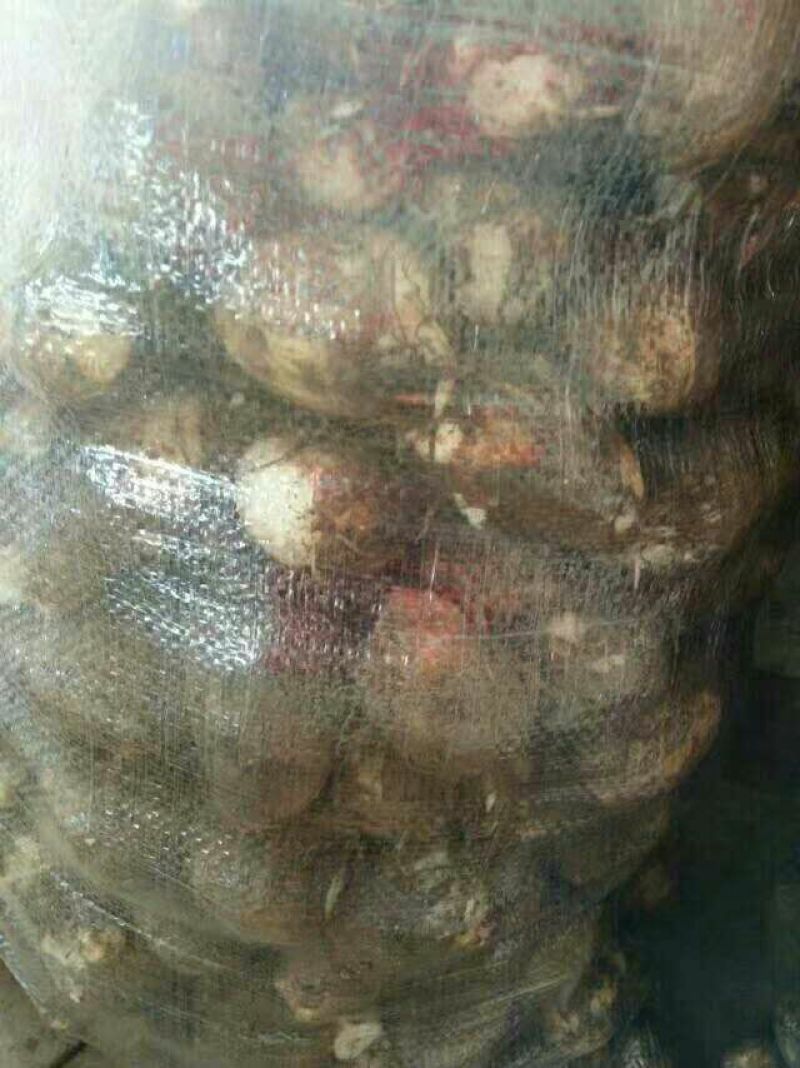 8520毛芋头种，大球，中球，小球货源充足，