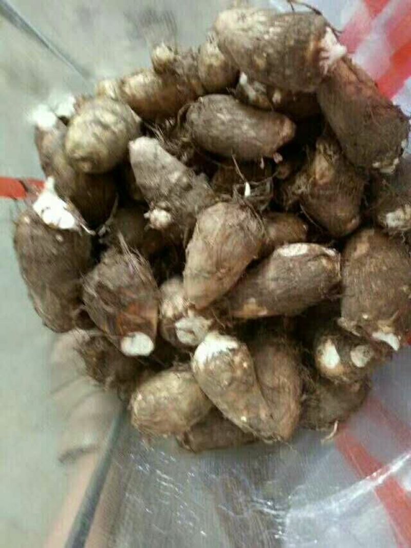 8520毛芋头种，大球，中球，小球货源充足，