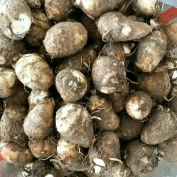 8520毛芋头种，大球，中球，小球货源充足，