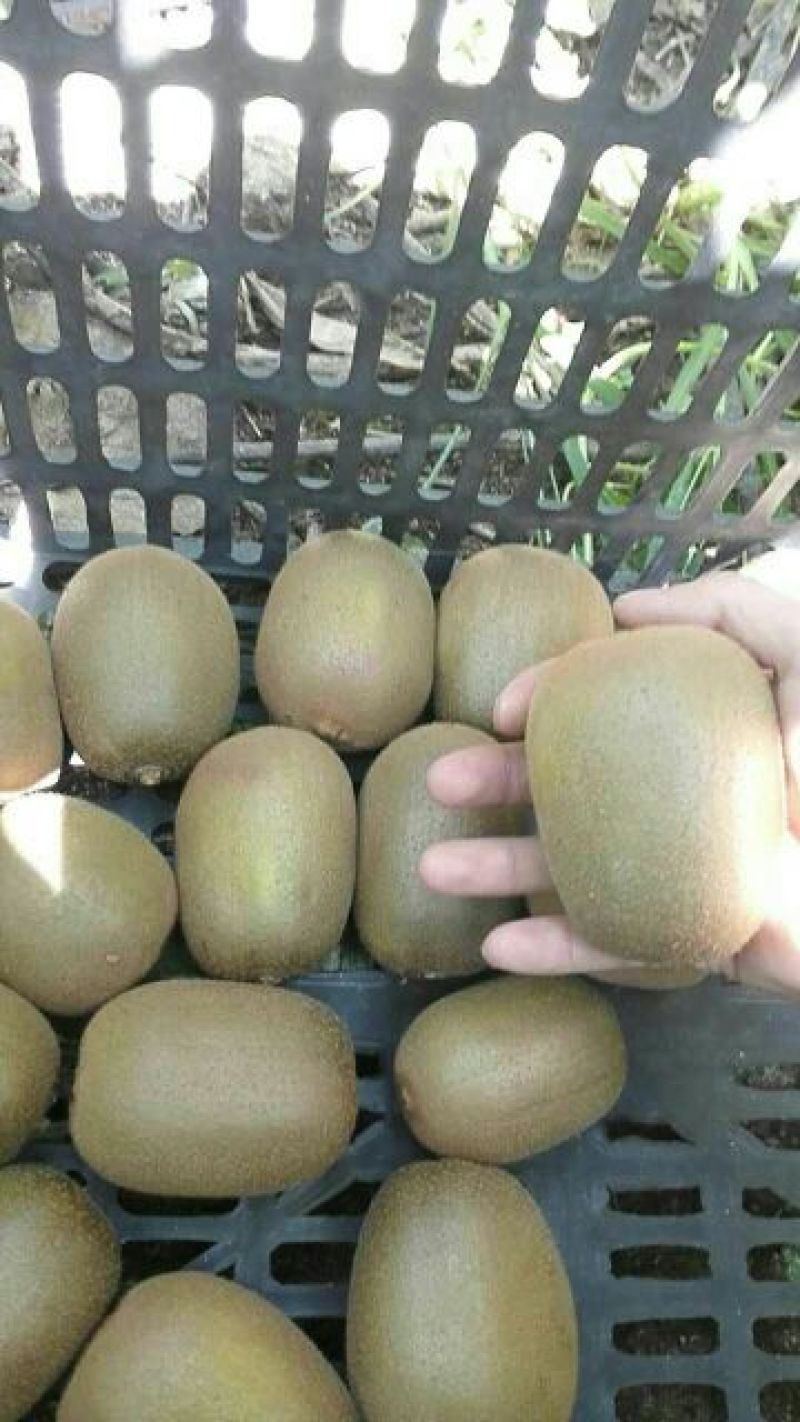 黄心猕猴桃