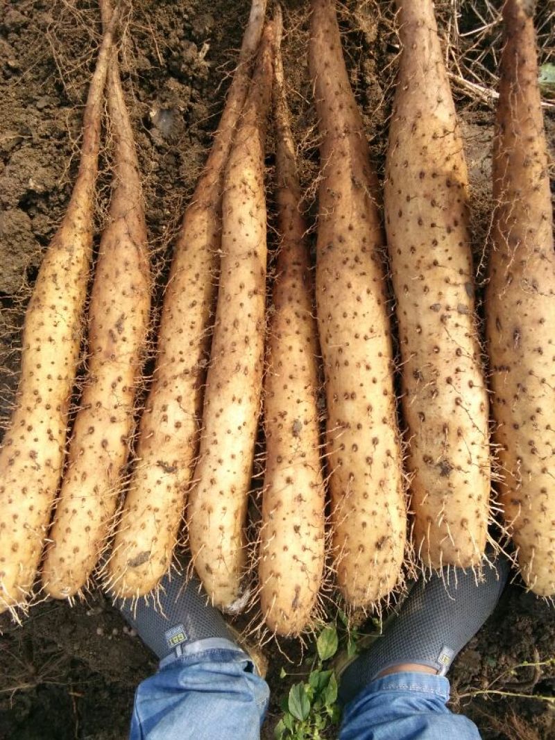 白玉山药4~6厘米通货40~50厘米