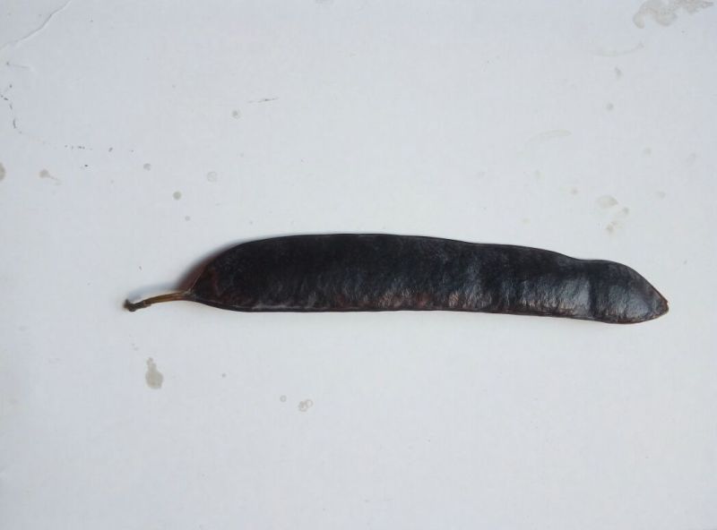 皂角树2~4cm4cm以下2.5~3米