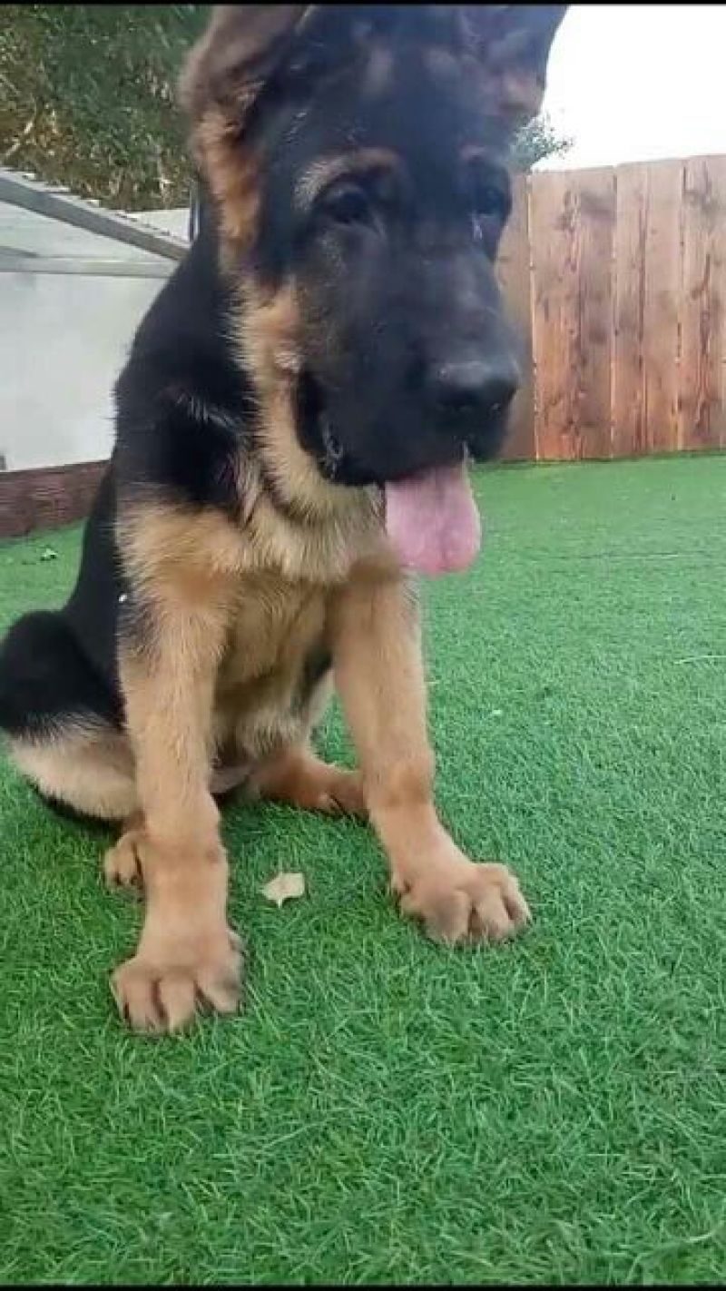 德国牧羊犬母幼年公母都有
