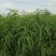 毛桃树苗80cm以上,规格全,大量现货,可实地考察订苗