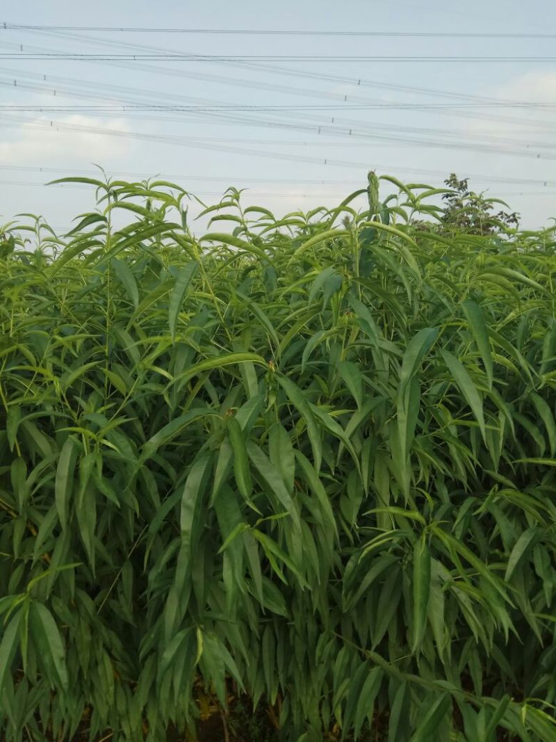 毛桃树苗80cm以上，规格全，大量现货，可实地考察订苗