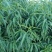 毛桃树苗80cm以上,规格全,大量现货,可实地考察订苗