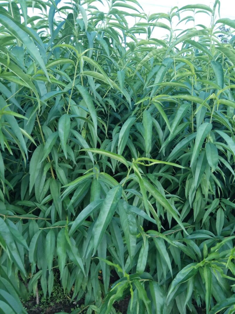毛桃树苗80cm以上，规格全，大量现货，可实地考察订苗
