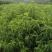 毛桃树苗80cm以上,规格全,大量现货,可实地考察订苗