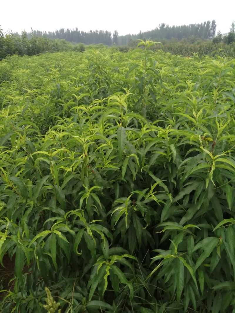 毛桃树苗80cm以上，规格全，大量现货，可实地考察订苗