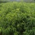 毛桃树苗80cm以上,规格全,大量现货,可实地考察订苗