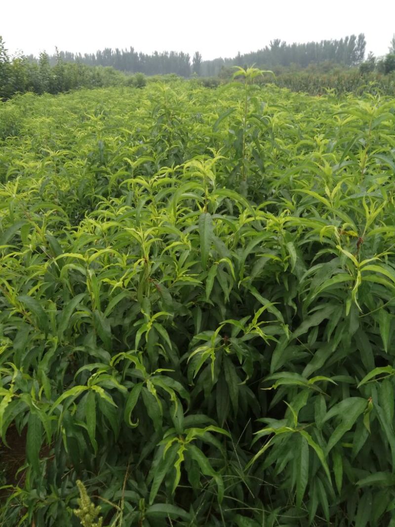 毛桃树苗80cm以上，规格全，大量现货，可实地考察订苗