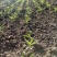 毛桃树苗80cm以上,规格全,大量现货,可实地考察订苗
