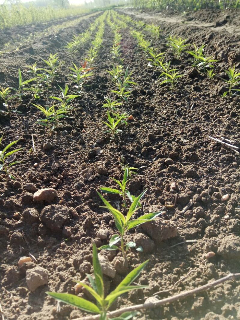 毛桃树苗80cm以上，规格全，大量现货，可实地考察订苗