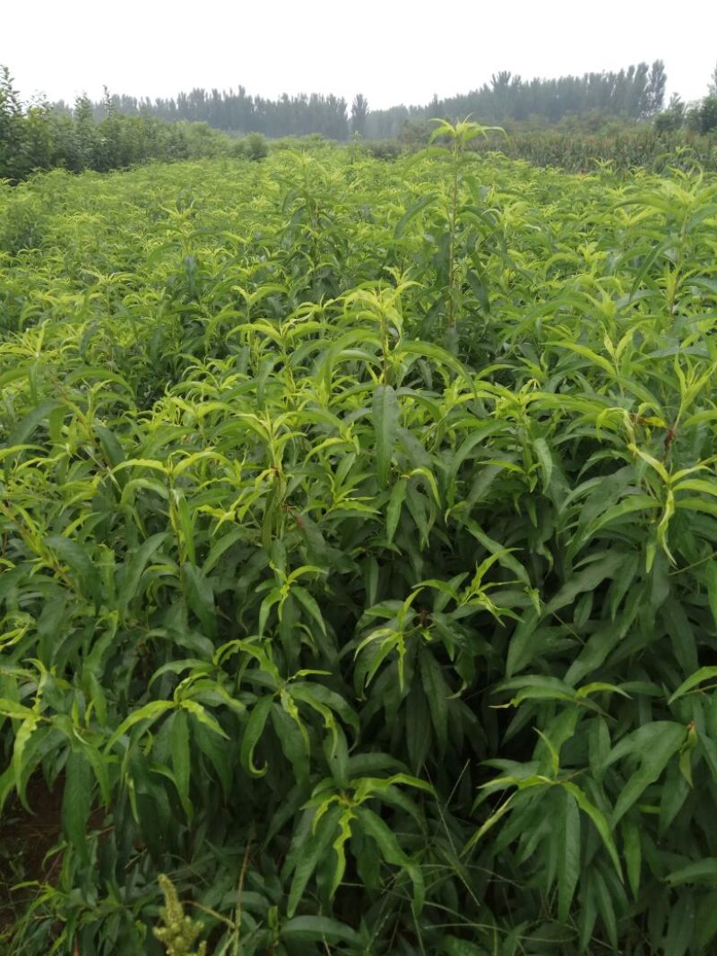 毛桃树苗80cm以上，规格全，大量现货，可实地考察订苗