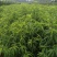 毛桃树苗80cm以上,规格全,大量现货,可实地考察订苗